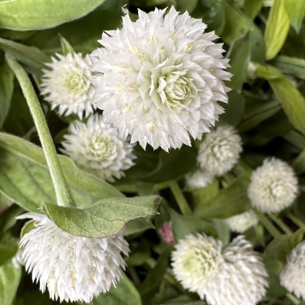 Gomphrena White