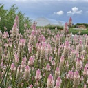 Celosia Xantippe