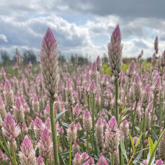 Celosia Xantippe