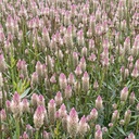 Celosia Xantippe