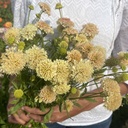 Scabiosa Fata Morgana