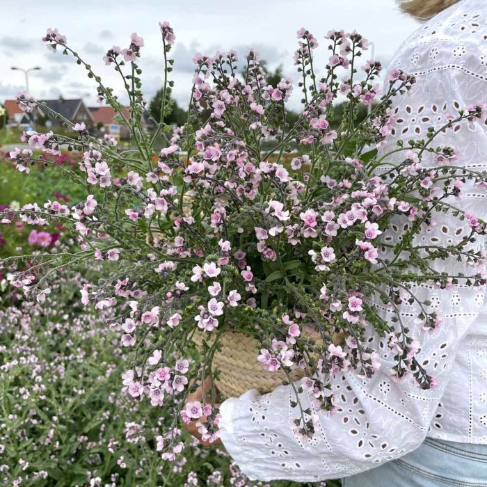 Forget-Me-Not Mystery Rose