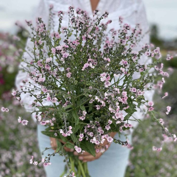 Forget-Me-Not Mystery Rose