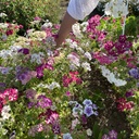 Phlox Starry Eyes