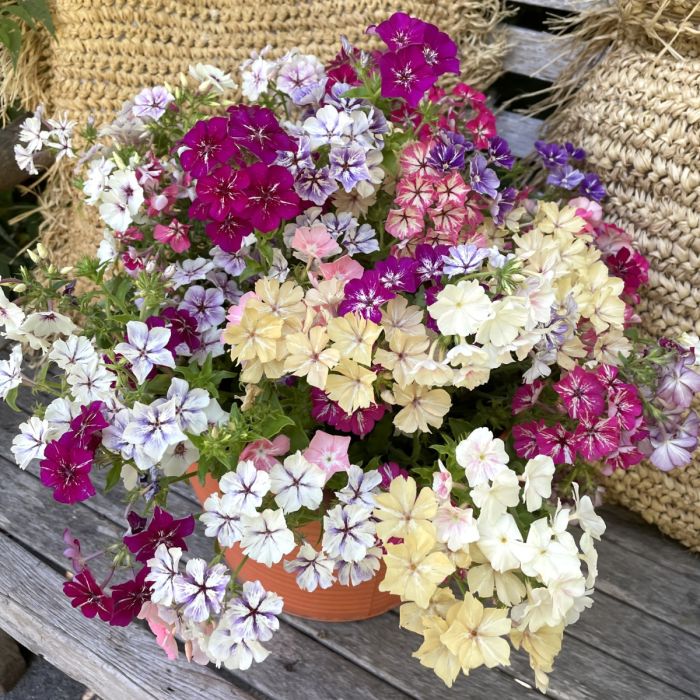 Phlox Starry Eyes