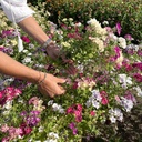 Phlox Starry Eyes