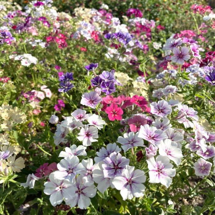 Phlox Starry Eyes