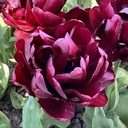 Black Peony