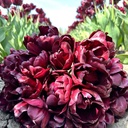 Black Peony