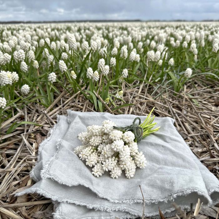 Muscari White Magic