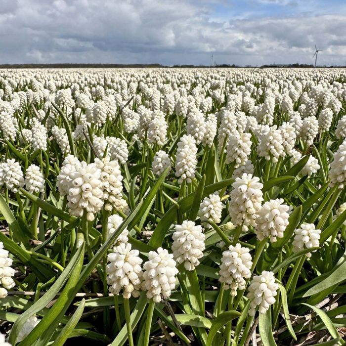 Muscari White Magic