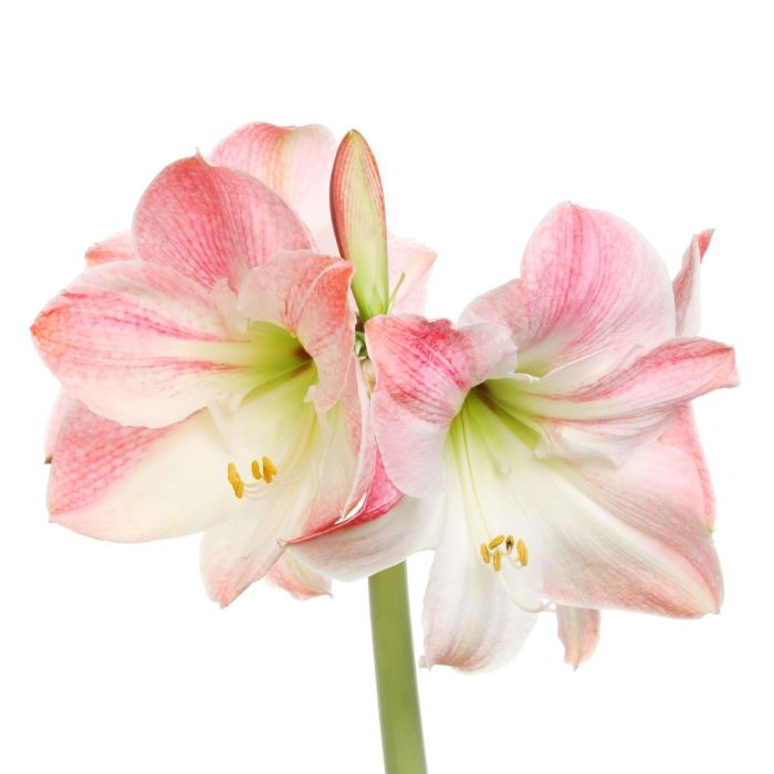 Amaryllis Apple Blossom