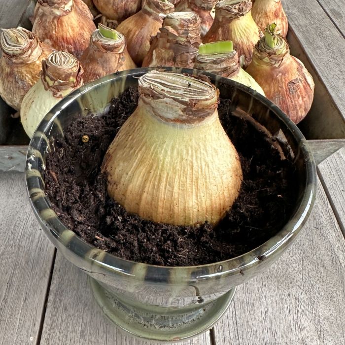 Amaryllis Apple Blossom