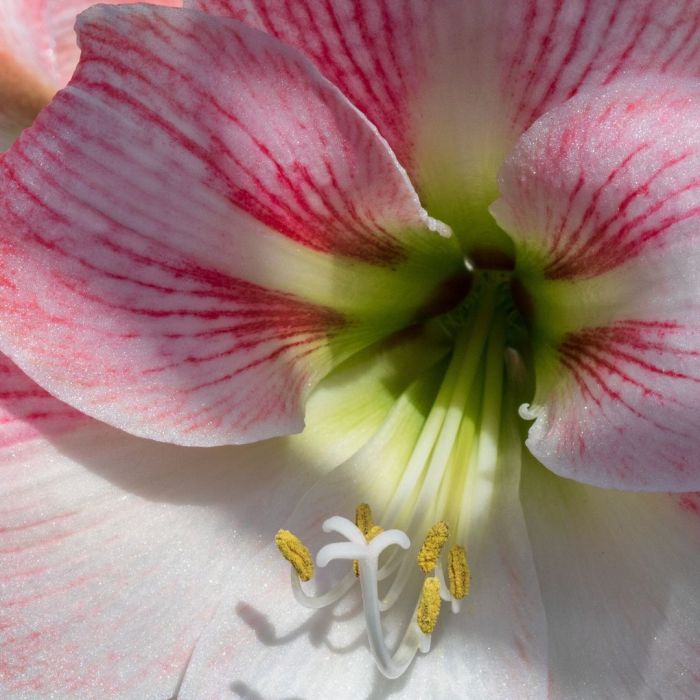 Amaryllis Apple Blossom