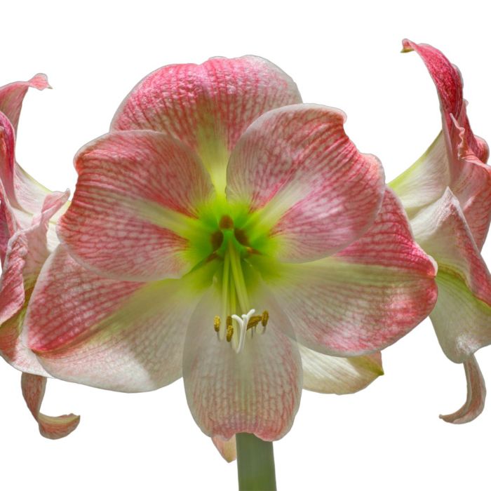 Amaryllis Apple Blossom