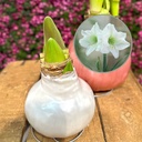 Amaryllis Wax white pearl