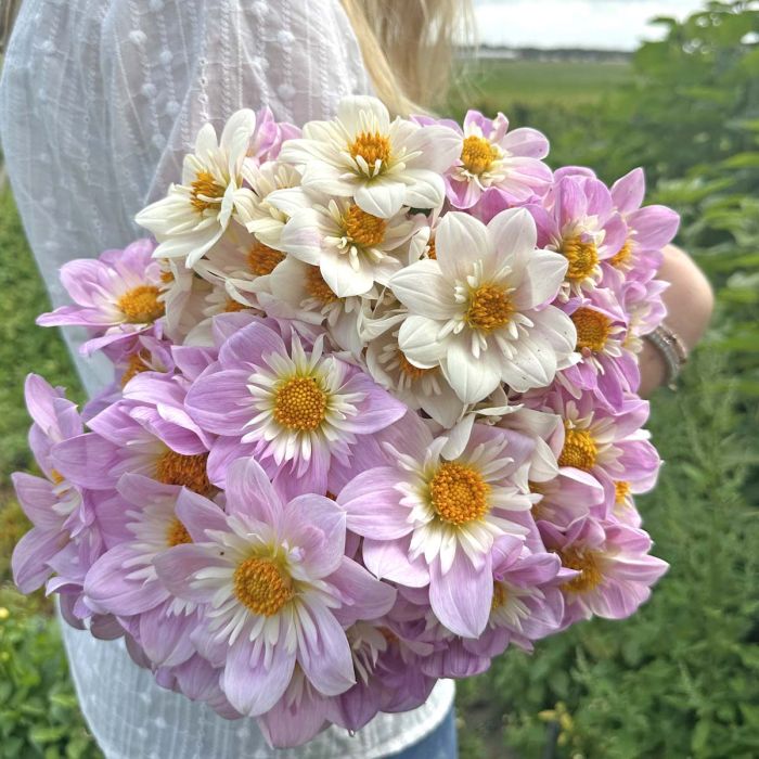 Impression Famoso en Flamenco