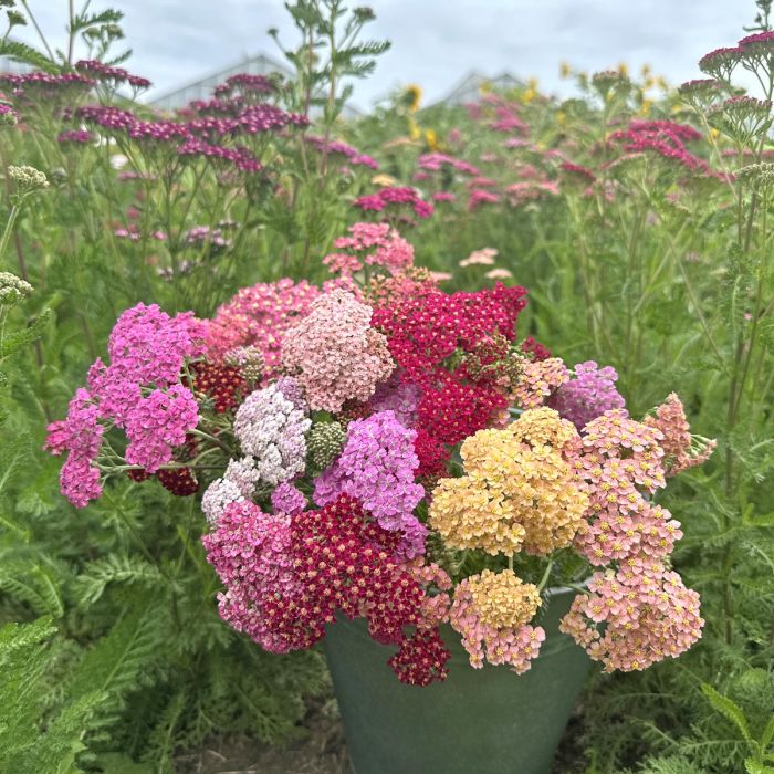 Achillea Flowerburst Fruitbowl