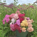 Achillea Flowerburst Fruitbowl