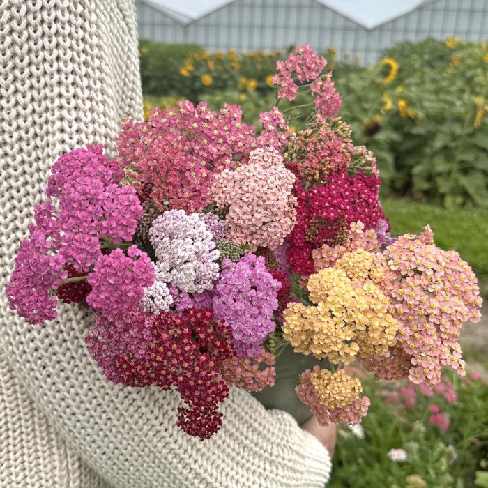 Achillea Flowerburst Fruitbowl