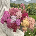 Achillea Flowerburst Fruitbowl