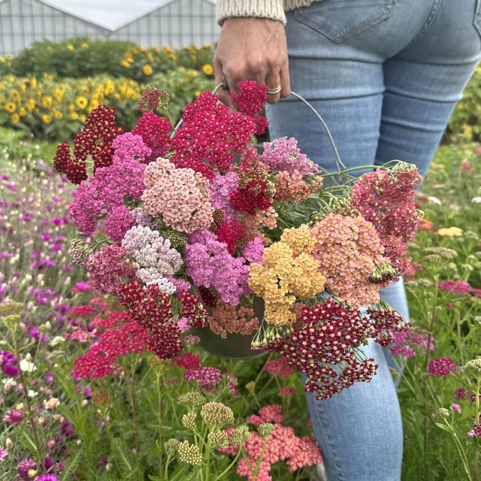 Achillea Flowerburst Fruitbowl