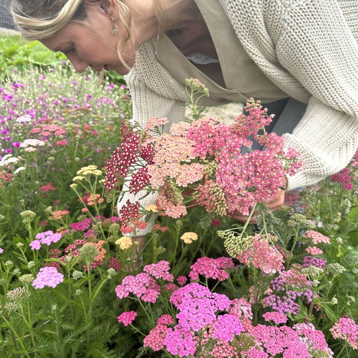 Achillea Flowerburst Fruitbowl