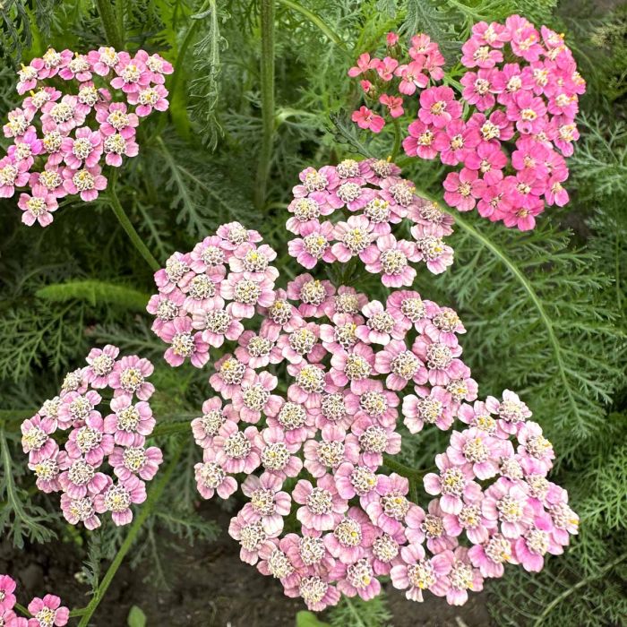 Achillea Flowerburst Fruitbowl