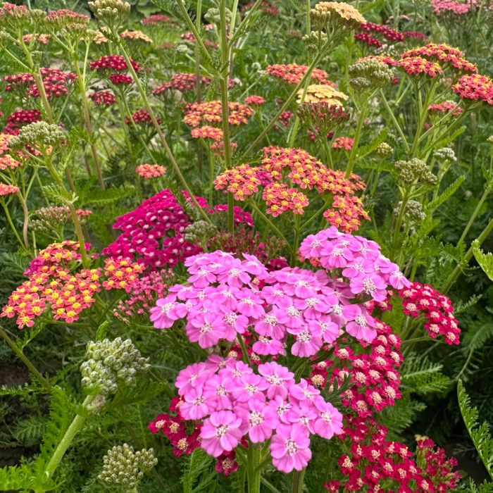 Achillea Flowerburst Fruitbowl