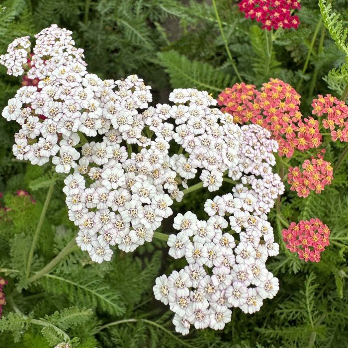 Achillea Flowerburst Fruitbowl