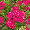 Achillea Flowerburst Fruitbowl