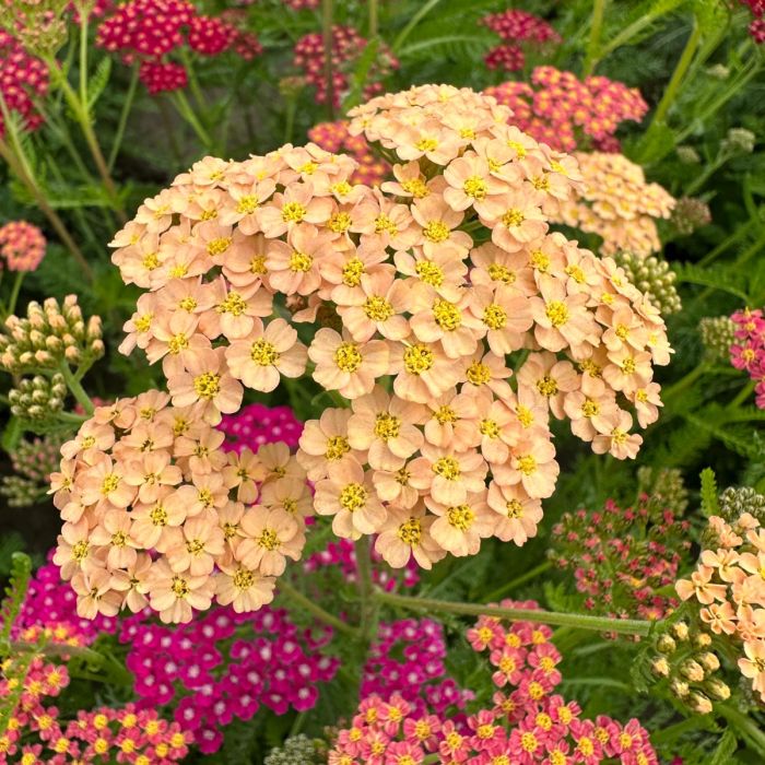 Achillea Flowerburst Fruitbowl