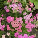 Achillea Flowerburst Fruitbowl