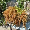 Amaranthus Hot Biscuits