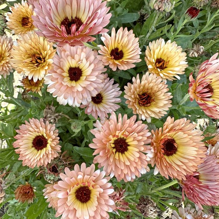 Calendula Orange Flash