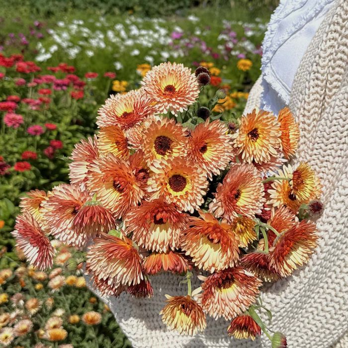 Calendula Orange Flash