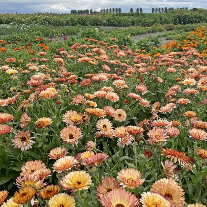 Calendula Orange Flash