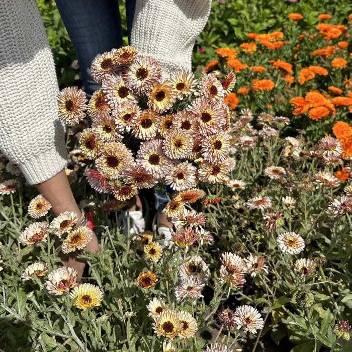 Calendula Pygmy Buff