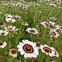 Chrysanthemum Carinatum Cockade