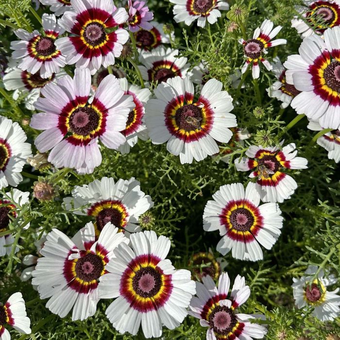 Chrysanthemum Carinatum Cockade