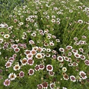 Chrysanthemum Carinatum Cockade