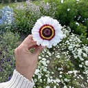 Chrysanthemum Carinatum Cockade