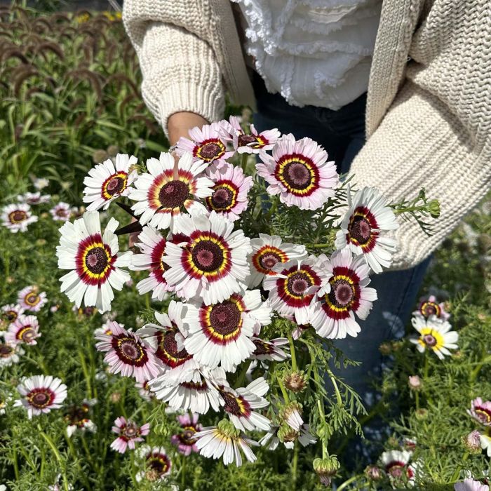 Chrysanthemum Carinatum Cockade