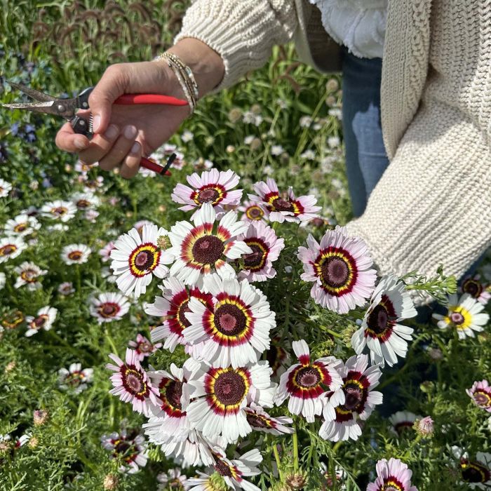 Chrysanthemum Carinatum Cockade