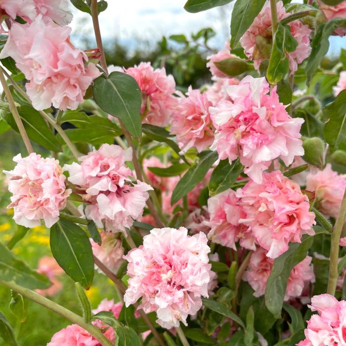 Clarkia Appleblossom