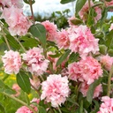 Clarkia Appleblossom