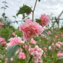 Clarkia Appleblossom