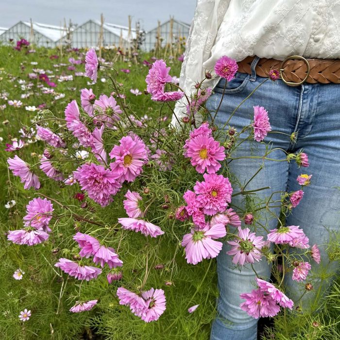 Cosmos Double Dutch Rose