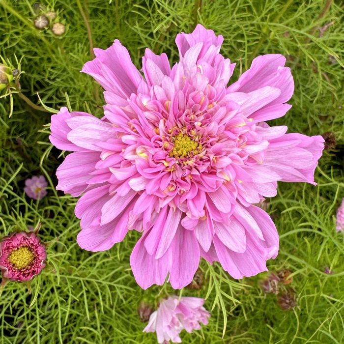 Cosmos Double Dutch Rose