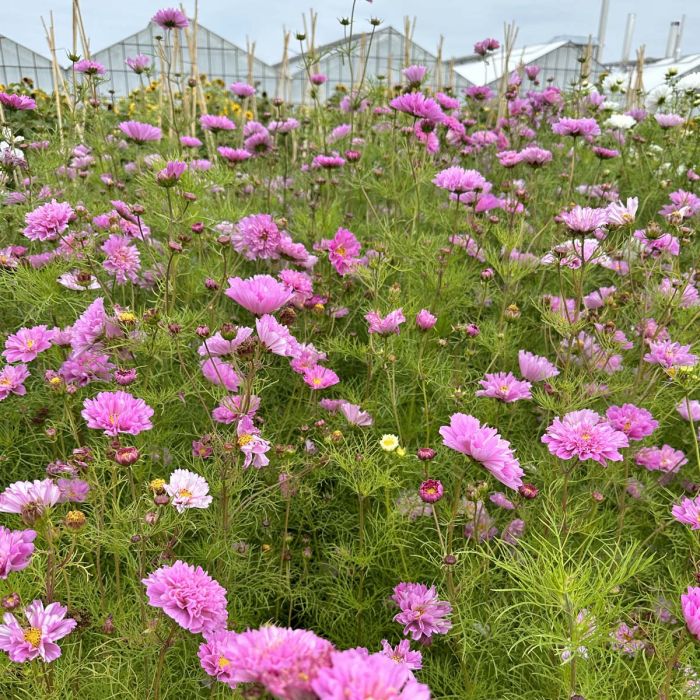 Cosmos Double Dutch Rose